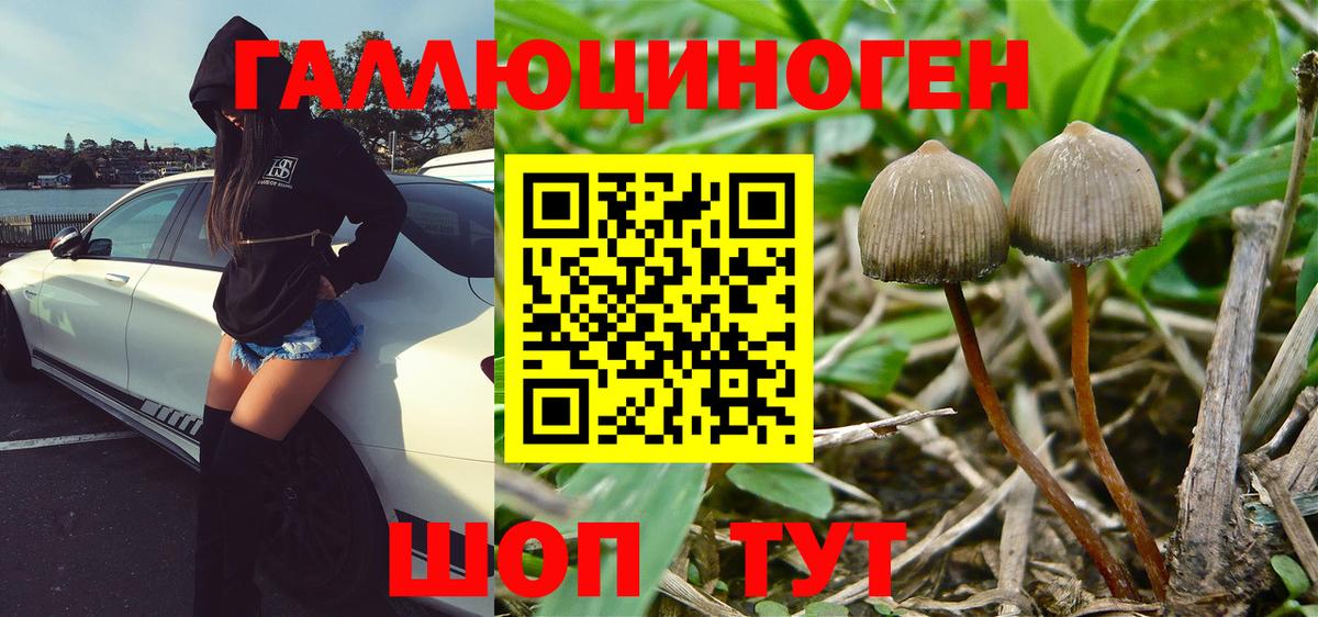 Псилоцибиновые грибы Psilocybe  Вход с VPN  Фрязино 